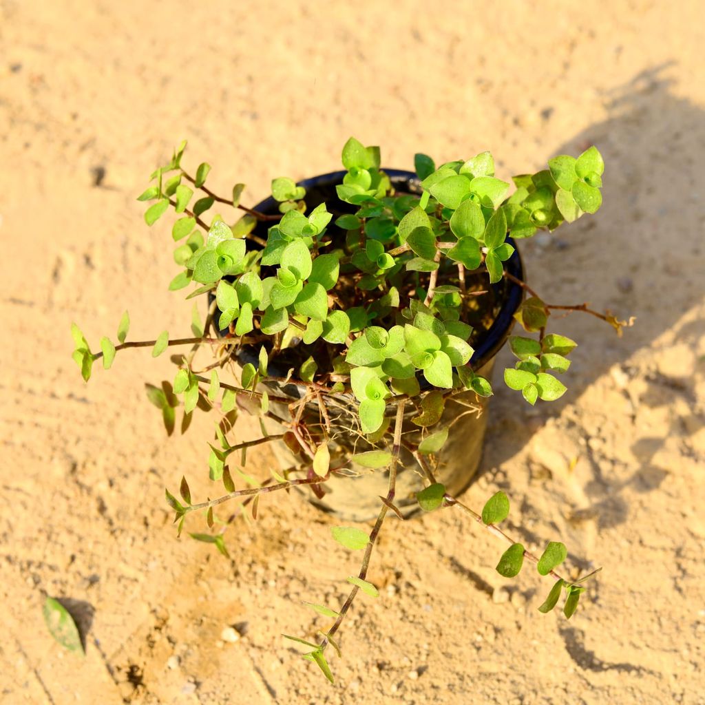 Turtle Vine in 4 Inch Nursery Pot