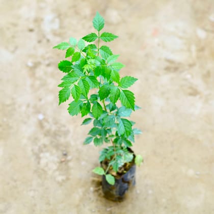 Buy Tecoma Orange in 4 Inch Nursery Bag Online | Urvann.com