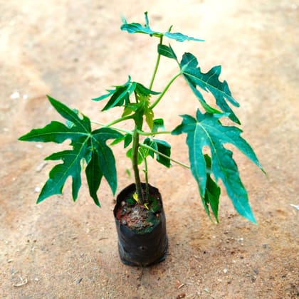 Buy Papaya Plant in 4 Inch Nursery Bag Online | Urvann.com