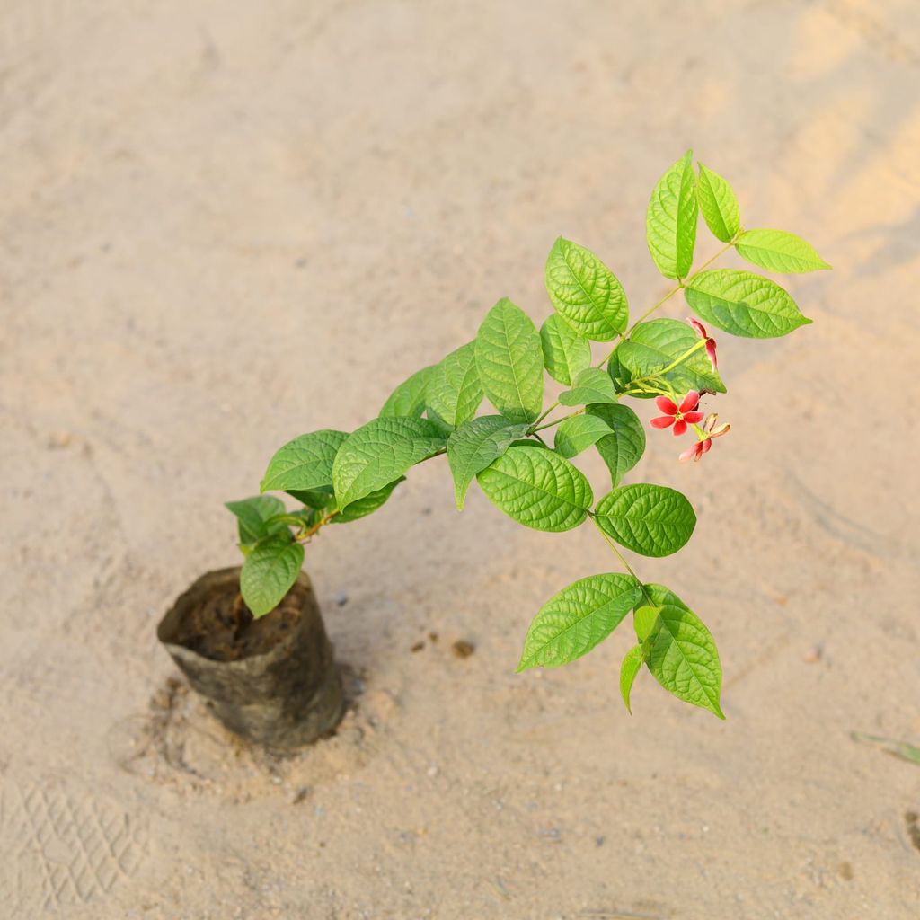 Madhumalti / Rangoon Creeper in 4 Inch Nursery Bag