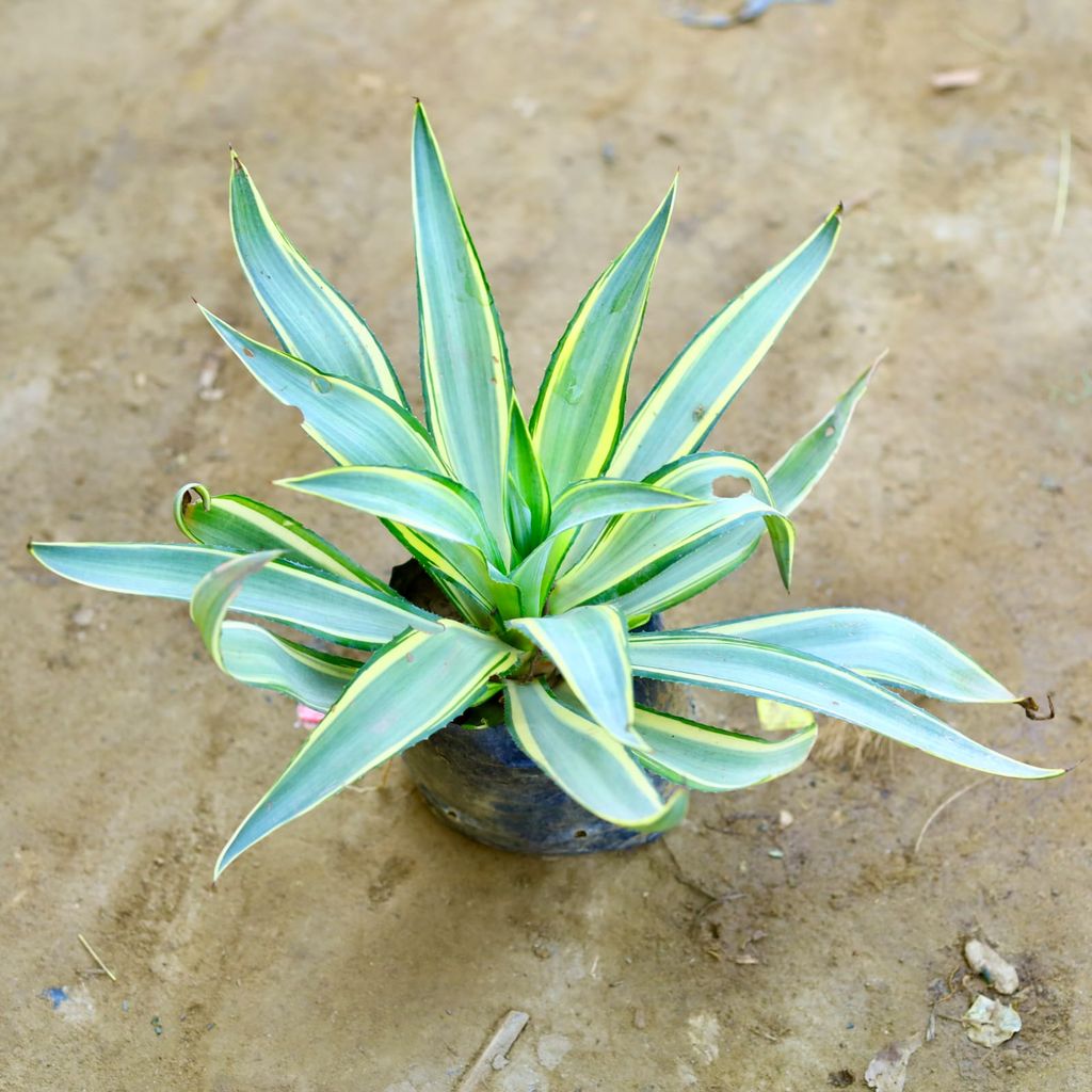 Agave / Kamal Cactus Variegated in 6 Inch Nursery Bag