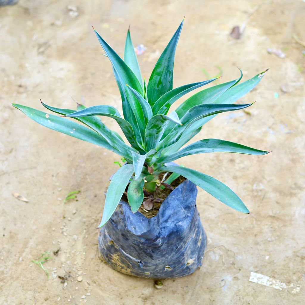 Agave / Kamal Cactus Green in 6 Inch Nursery Bag