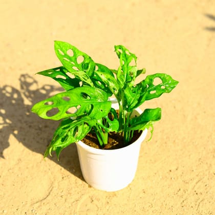 Buy Monstera Broken Heart in 5 Inch White Nursery Pot Online | Urvann.com