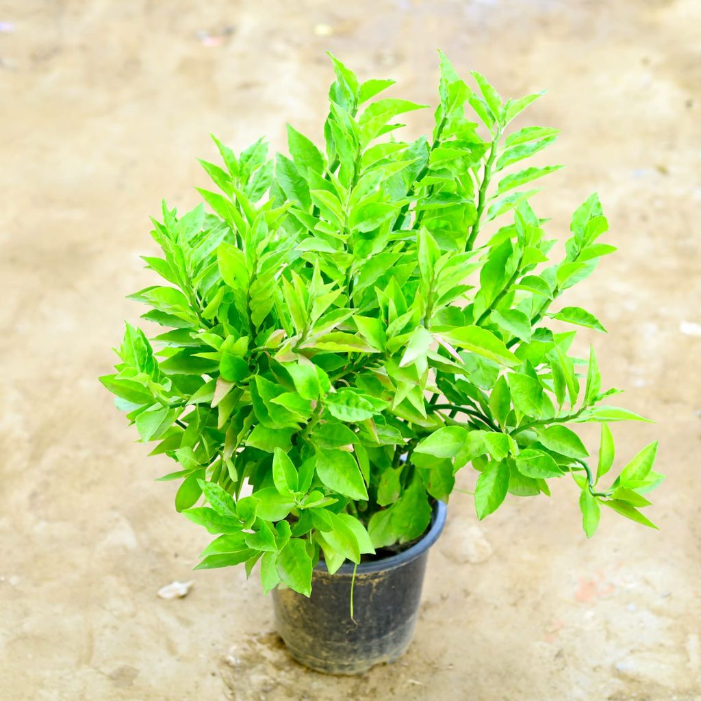 Pedilanthus / Devil's Backbone Green in 8 Inch Nursery Pot