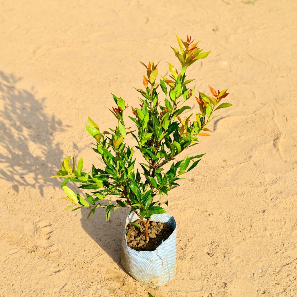 Syzygium Buxifolium Red in 7 Inch Nursery Bag