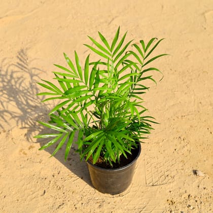 Buy Chamaedorea Palm Pune Vareity in 5 Inch Nursery Pot Online | Urvann.com