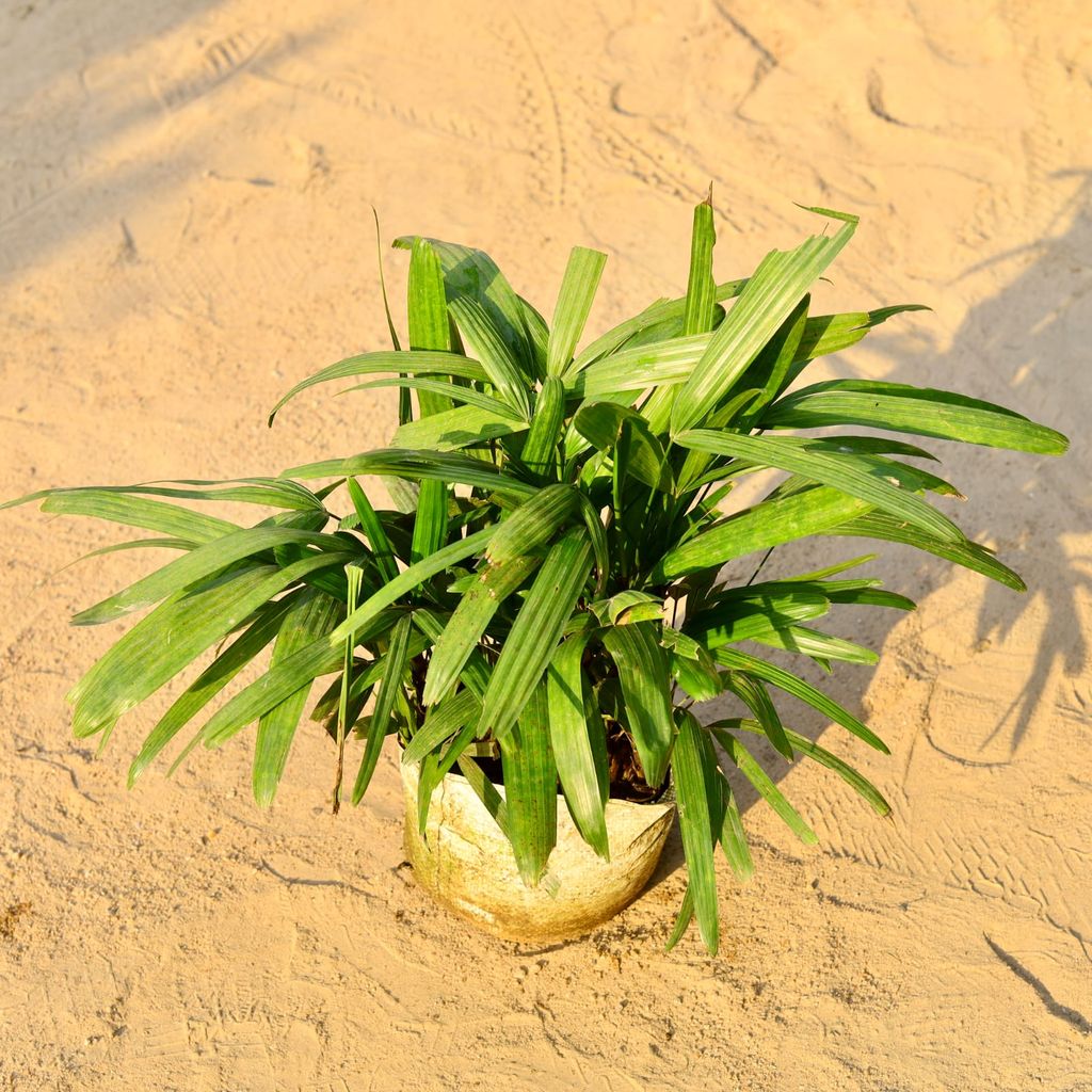 Rhapis / Rhaphis Palm Dwarf Bushy in 8 Inch Nursery Bag