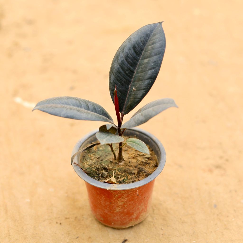 Rubber in 4 Inch Nursery Pot