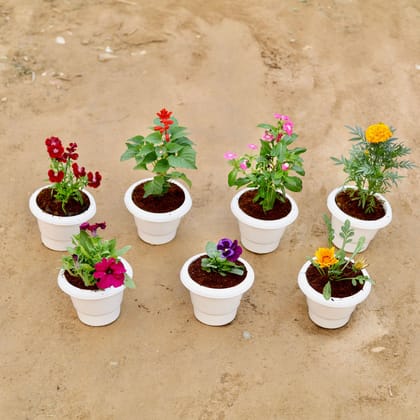 Winter Flowering Delight - Set of 7 - Dianthus, Salvia, Periwinkle / Sadabahar / Vinca, Marigold, Petunia, Pansy & Gazania (any colour) in 8 Inch Classy White Plastic Pot