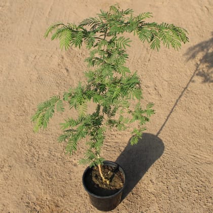 Holy Shami (~ 2 Ft) in 6 Inch Nursery Pot