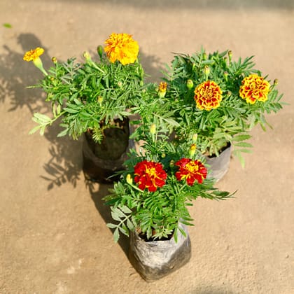 Buy Set of 3 - French Marigold / Genda (any colour) in 4 Inch Nursery Bag Online | Urvann.com