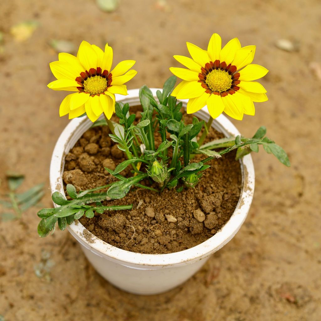 Gazania (any colour) in 4 Inch White Nursery Pot