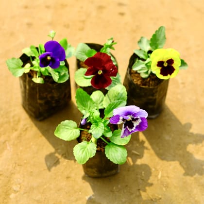 Buy Set of 4 - Pansy (Any Colour) in 4 Inch Nursery Bag Online | Urvann.com