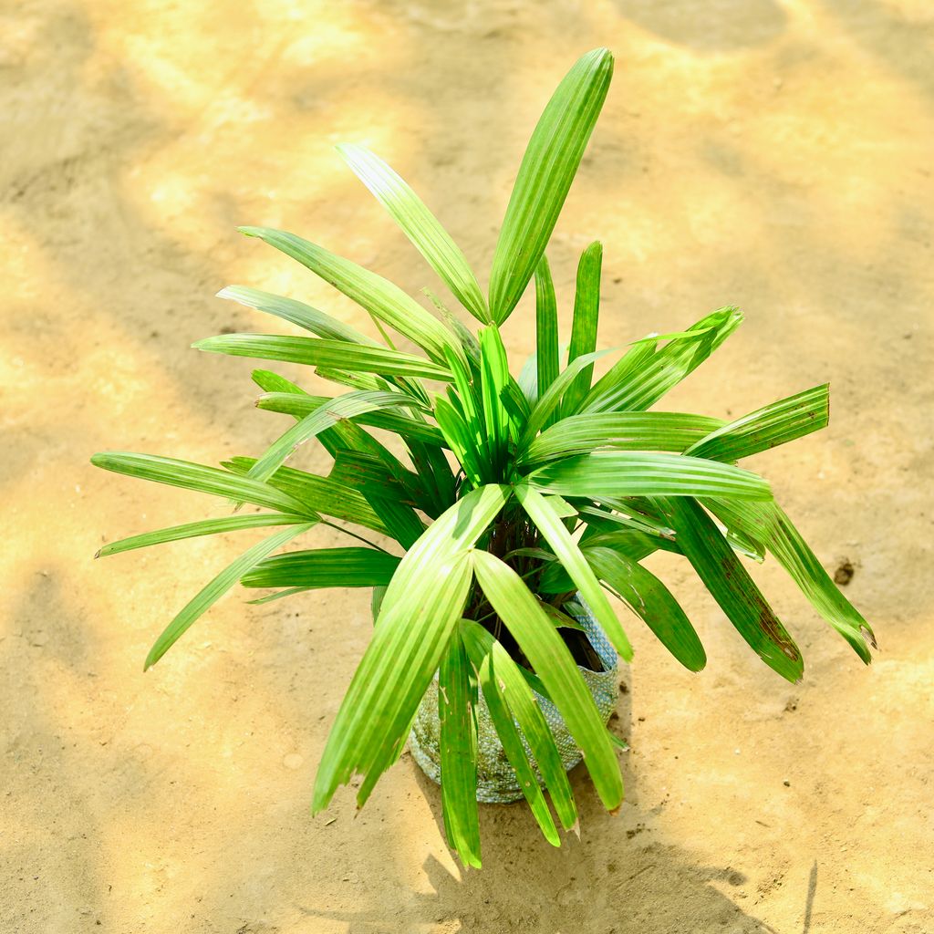 Raphis / Rhapis Palm in 7 Inch Nursery Bag