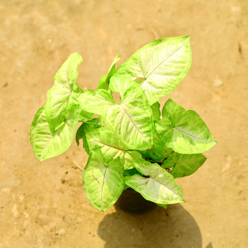 Syngonium Yellow in 4 Inch Nursery Pot