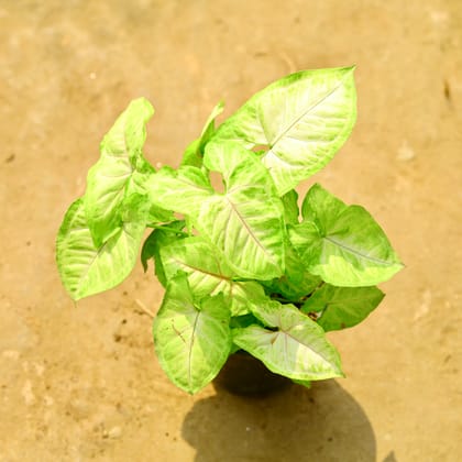 Buy Syngonium Yellow in 4 Inch Nursery Pot Online | Urvann.com