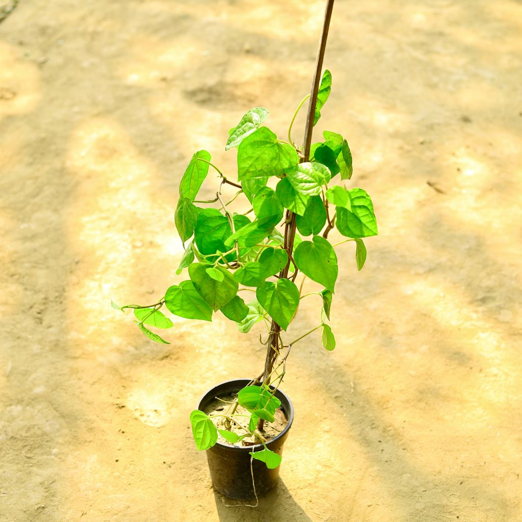 Paan / Betal Leaf in 6 Inch Nursery Pot