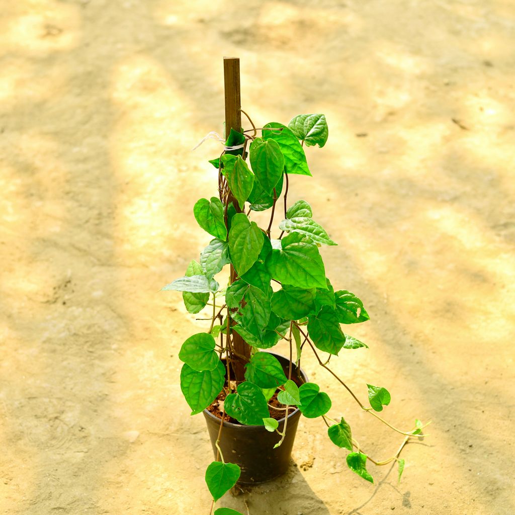 Paan / Betal Leaf Banarsi in 6 Inch Nursery Pot