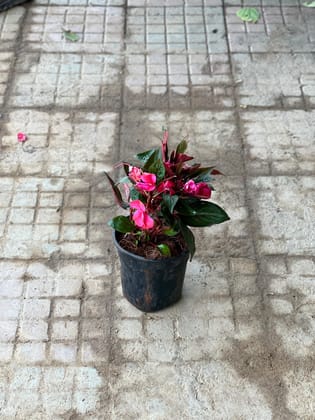 Buy Balsam (Any Colour) in 4 Inch Nursery Pot Online | Urvann.com