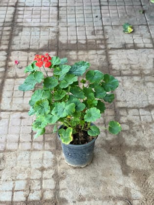 Buy Geranium (Any Colour) in 6 Inch Nursery Pot Online | Urvann.com