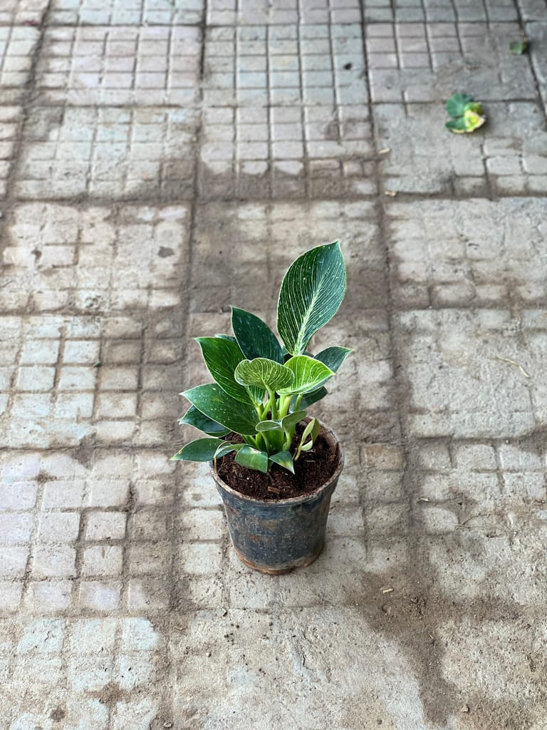 Philodendron Birkin in 6 Inch Nursery Pot