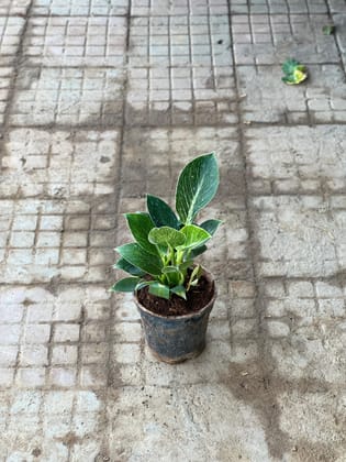 Buy Philodendron Birkin in 6 Inch Nursery Pot Online | Urvann.com