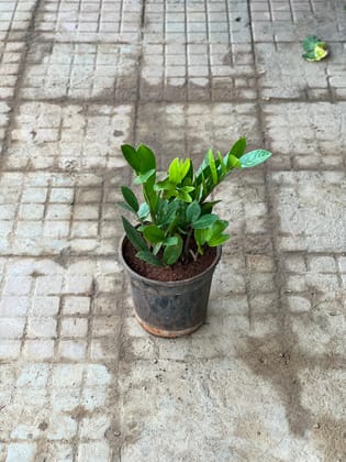 Buy Zz Green in 5 Inch Nursery Pot Online | Urvann.com