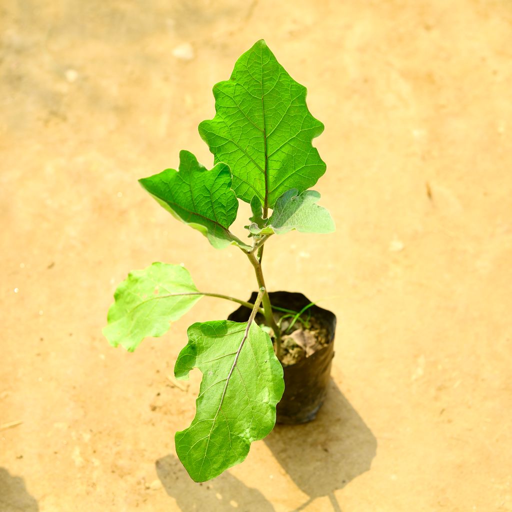 Brinjal / Baigan in 4 Inch Nursery Bag