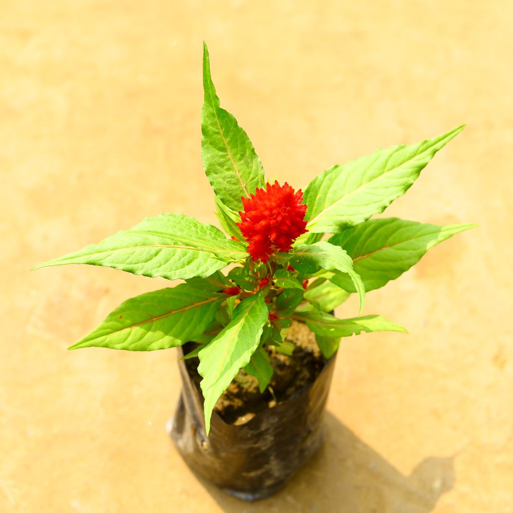 Celosia (Any Colour) in 4 Inch Nursery Bag