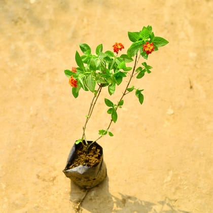 Buy Lantana (Any Colour) in 4 Inch Nursery Bag Online | Urvann.com