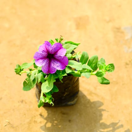 Buy Petunia (Any Colour) in 4 Inch Nursery Bag Online | Urvann.com