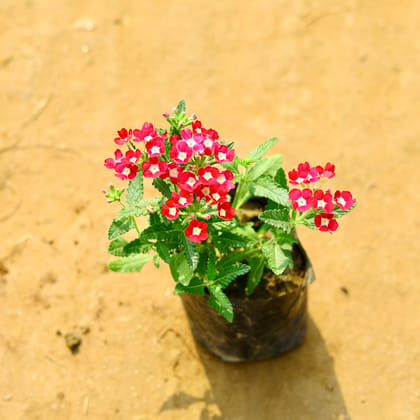 Buy Verbena (Any Colour) in 4 Inch Nursery Bag Online | Urvann.com