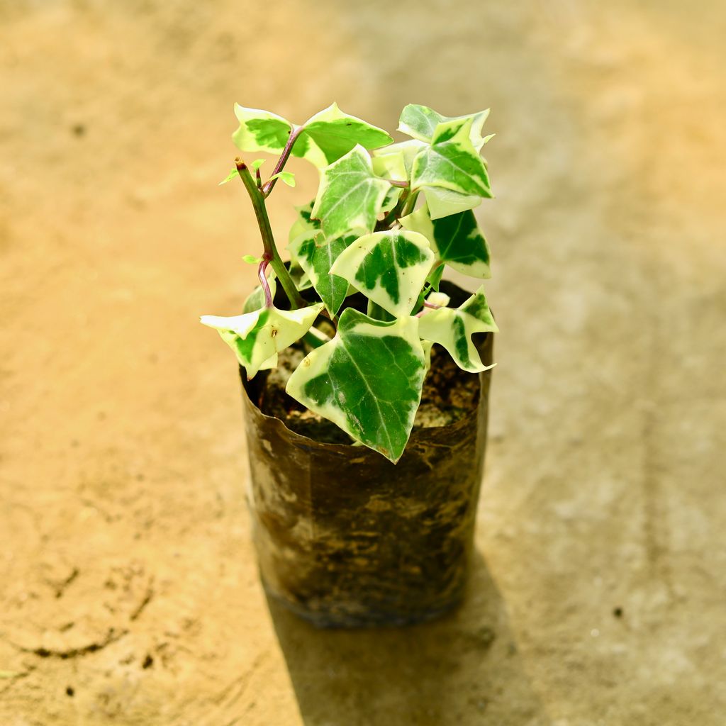 English Ivy in 4 Inch Nursery Bag