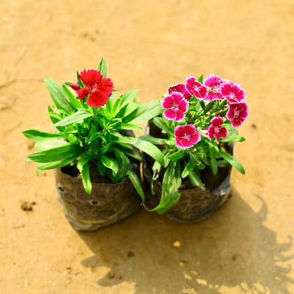 Buy Set of 2 - Dianthus (Any Colour) in 4 Inch Nursery Bag Online | Urvann.com