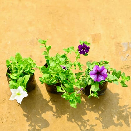 Buy Set of 3 - Petunia (Any Colour) in 4 Inch Nursery Bag Online | Urvann.com