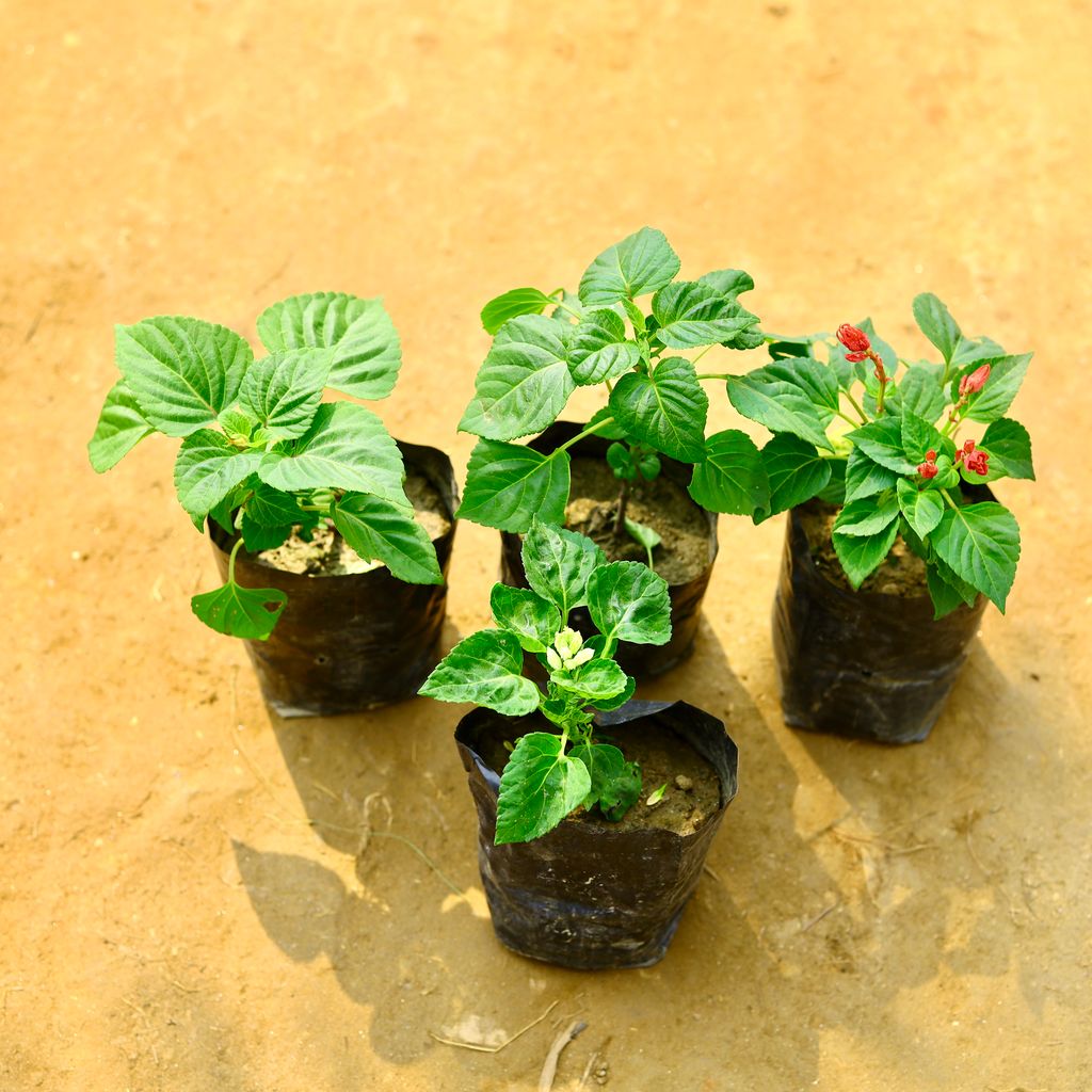 Salvia in 4 Inch Nursery Bag