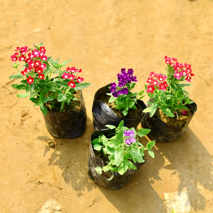 Buy Verbena (Any Colour) in 4 Inch Nursery Bag Online | Urvann.com