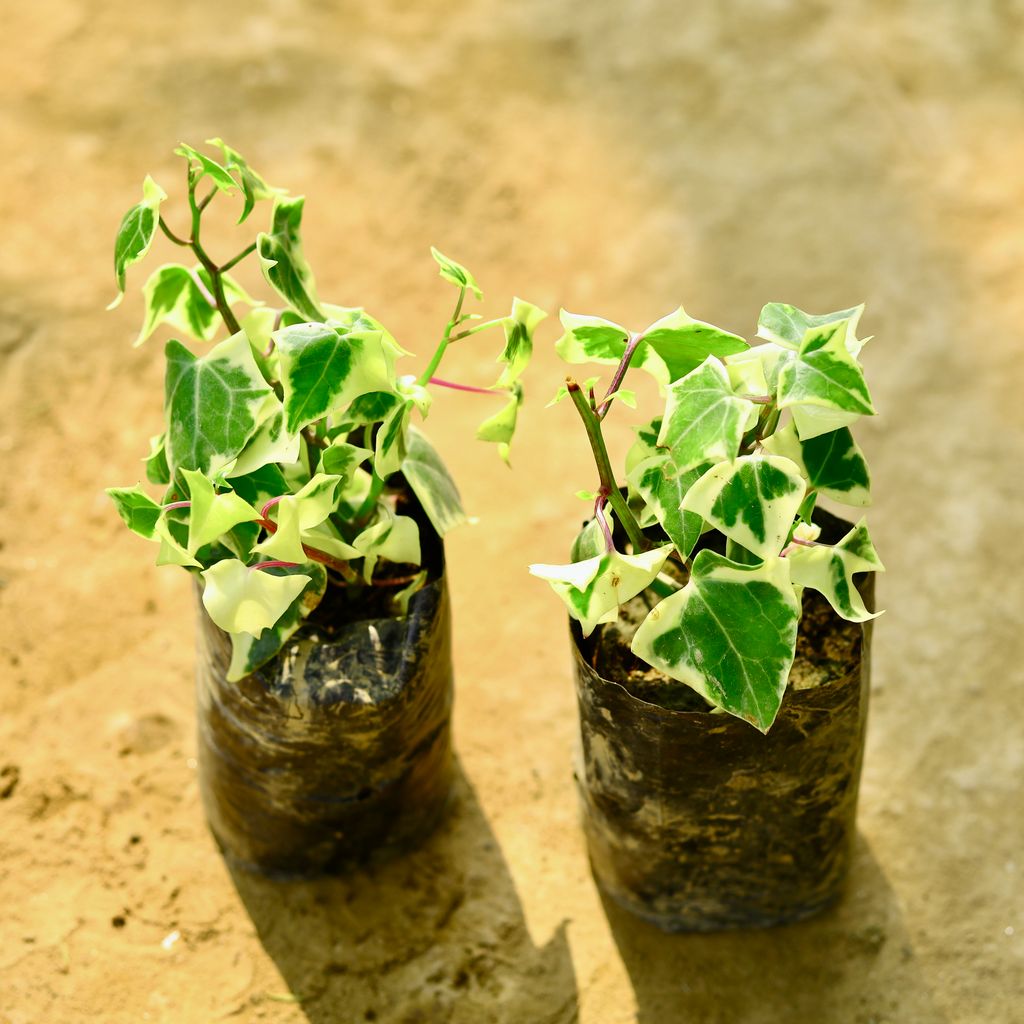 Set of 2 - English Ivy in 4 Inch Nursery Bag