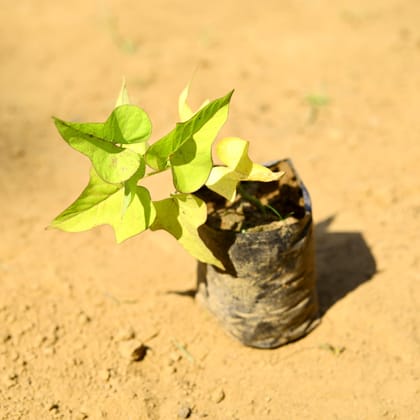 Buy Ipomea / Sweet Potato Vine Golden in 3 Inch Nursery Bag Online | Urvann.com