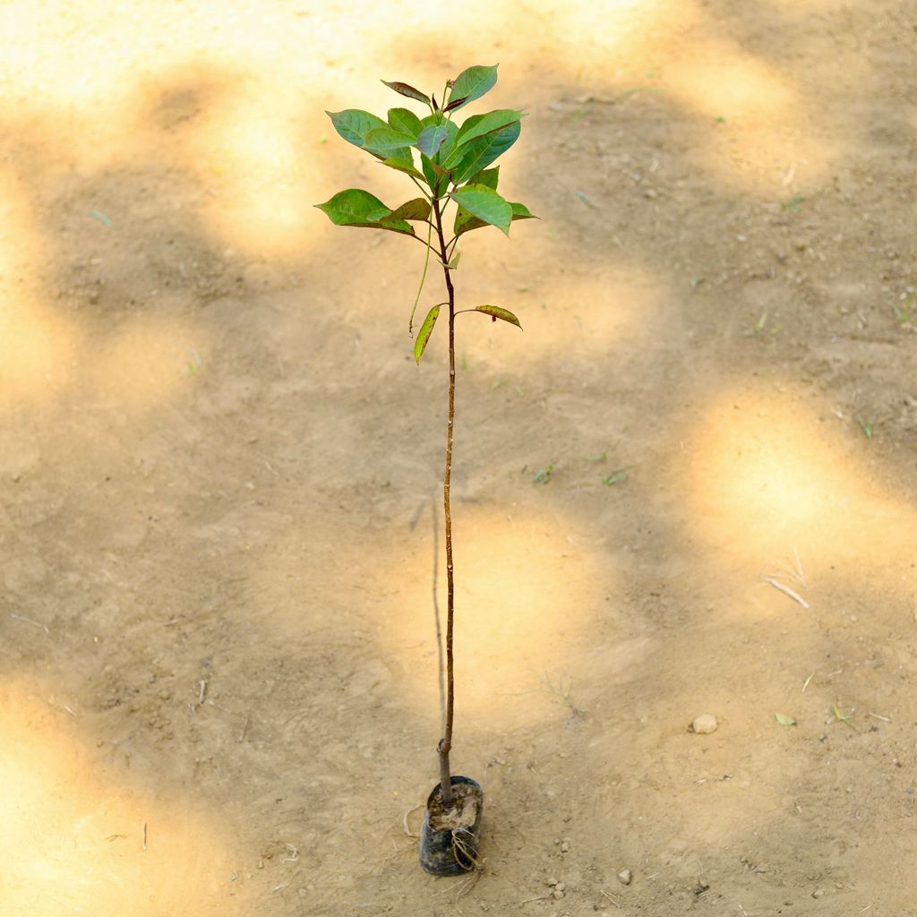 Jatropha / Sundar Rupa (any colour) (~ 3 Ft) in 3 Inch Nursery Bag