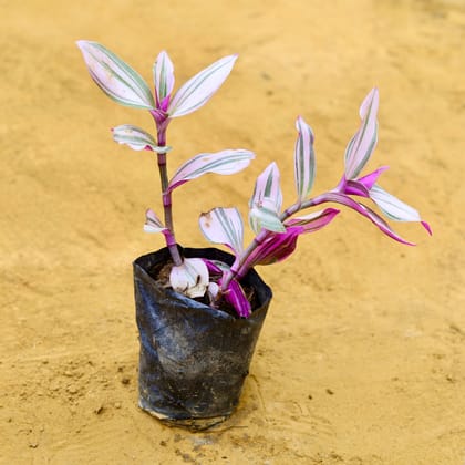 Wandering Jew in 4 Inch Nursery Bag