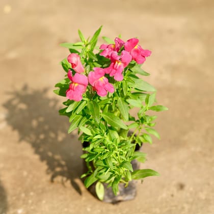 Antirrhinum Majus / Dog Flower (any colour) in 4 Inch Nursery Bag