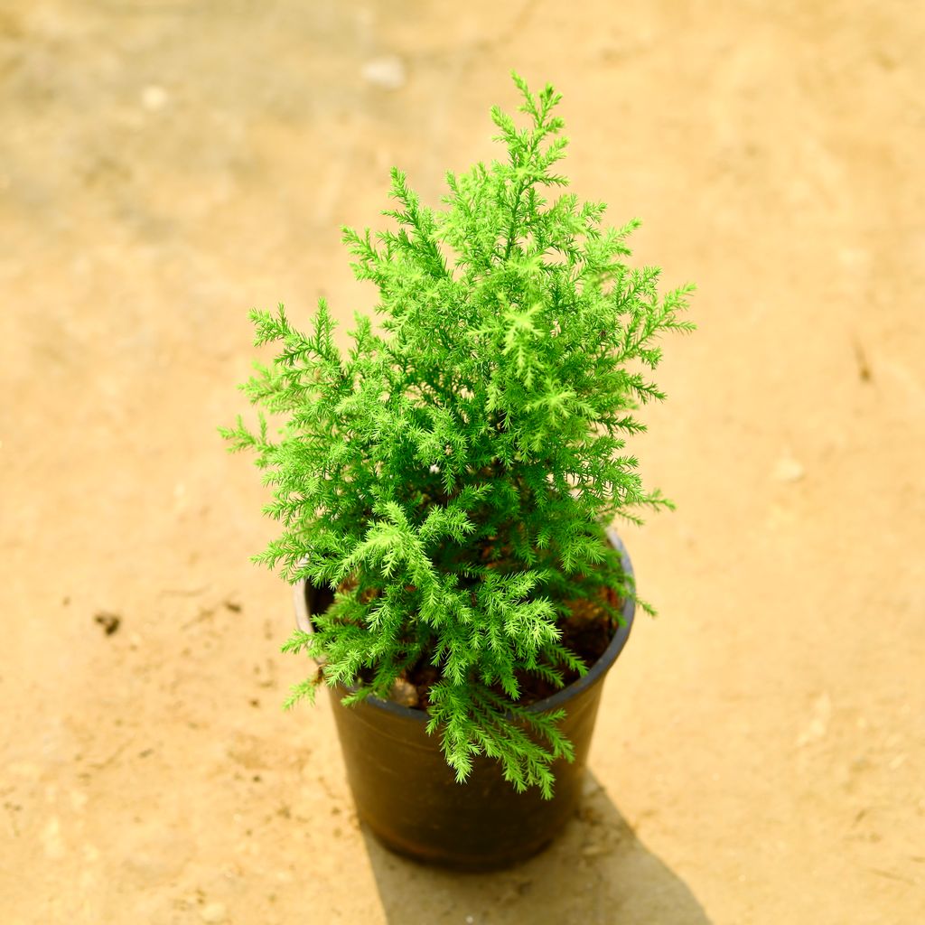 Juniperus Golden in 6 Inch Nursery Pot