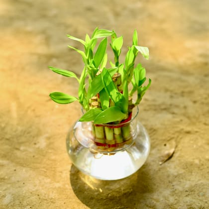 Buy 2 Layer Lucky Bamboo in 3 Inch Glass Pot Online | Urvann.com