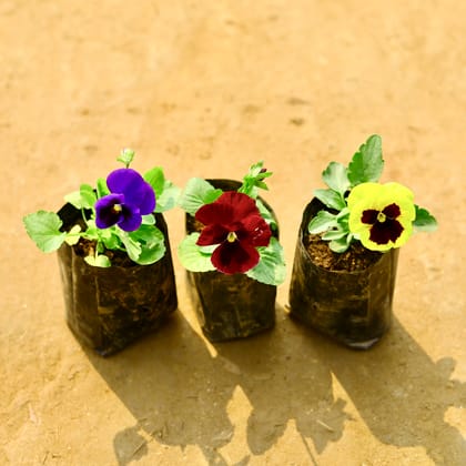 Buy Set of 3 - Pansy (Any Colour) in 4 Inch Nursery bag Online | Urvann.com