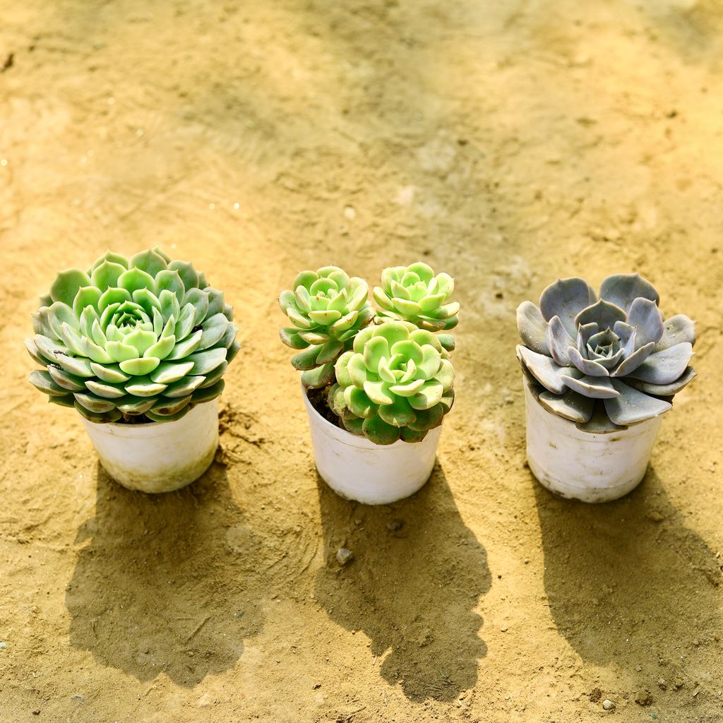 Set of 3 - Echeveria Succulent (Lime & Chilli, Rolly Variegated & Lilicina)  in 3 Inch Nursery Pot