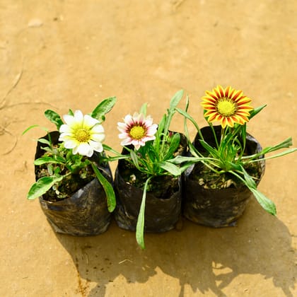 Buy Set of 3 - Gazania (Any Colour) in 4 Inch Nursery bag Online | Urvann.com