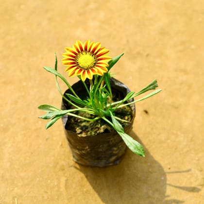 Buy Gazania (Any Colour) in 4 Inch Nursery bag Online | Urvann.com