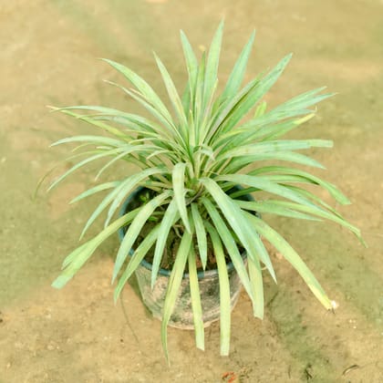 Buy Yucca Aloifolia in 6 Inch Nursery Pot Online | Urvann.com