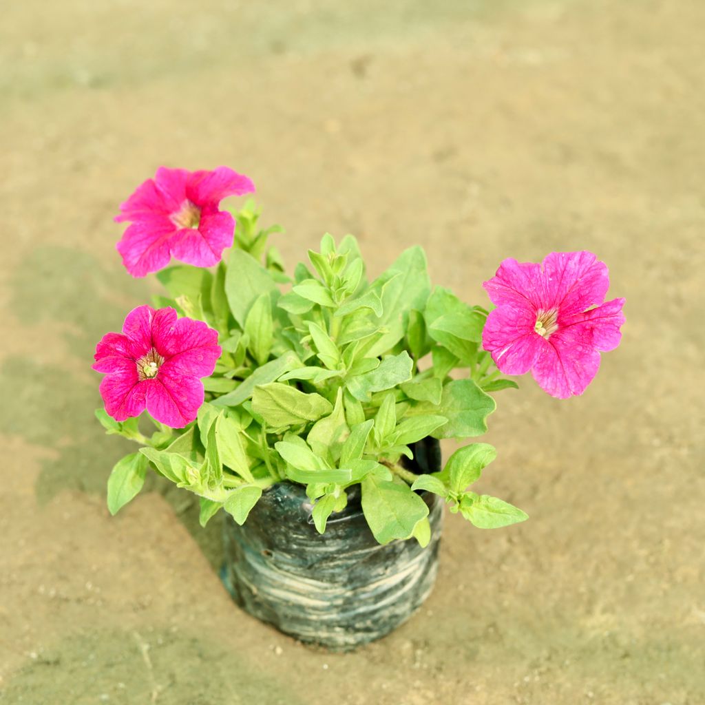 Petunia (Any Colour) in 5 Inch Nursery Bag